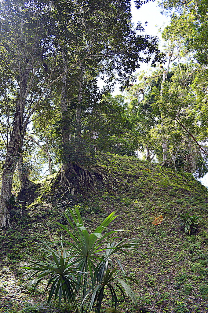 Tikal nerede